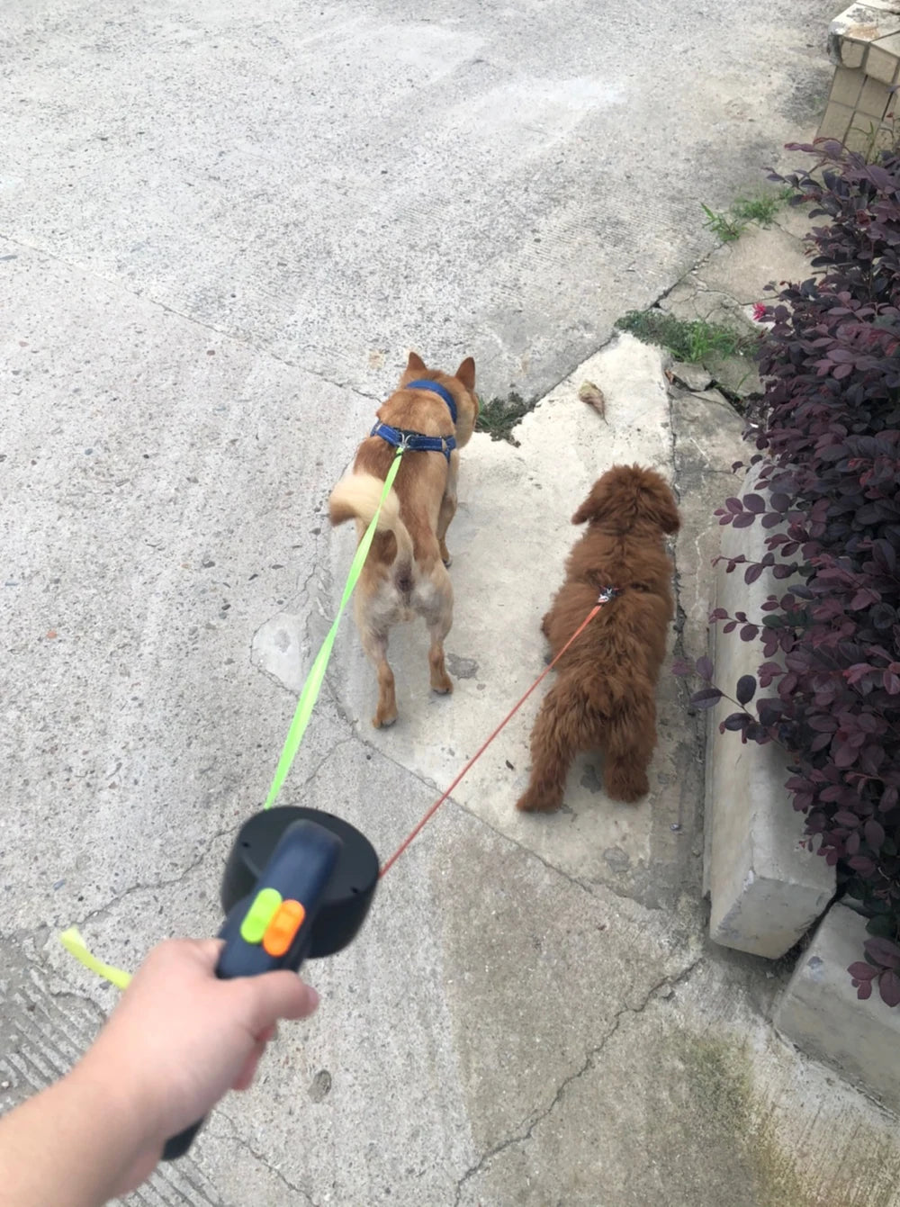 Retractable Double Dog Leashes, 360-Swivel No Tangle with Lights