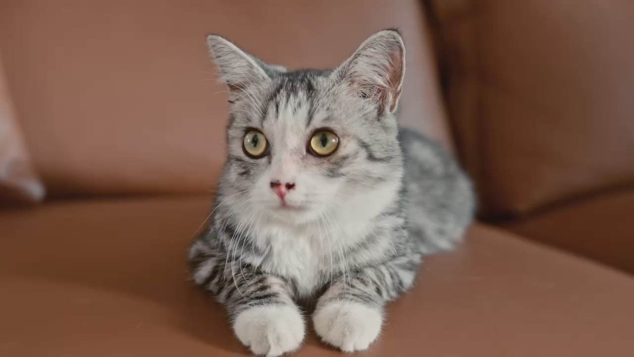 Tonepie Smart Cat Litter Box